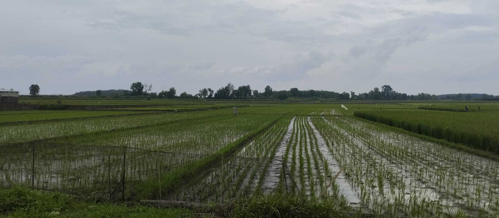 Dampak El-Nino, Harga Beras di Lampung Utara Meroket