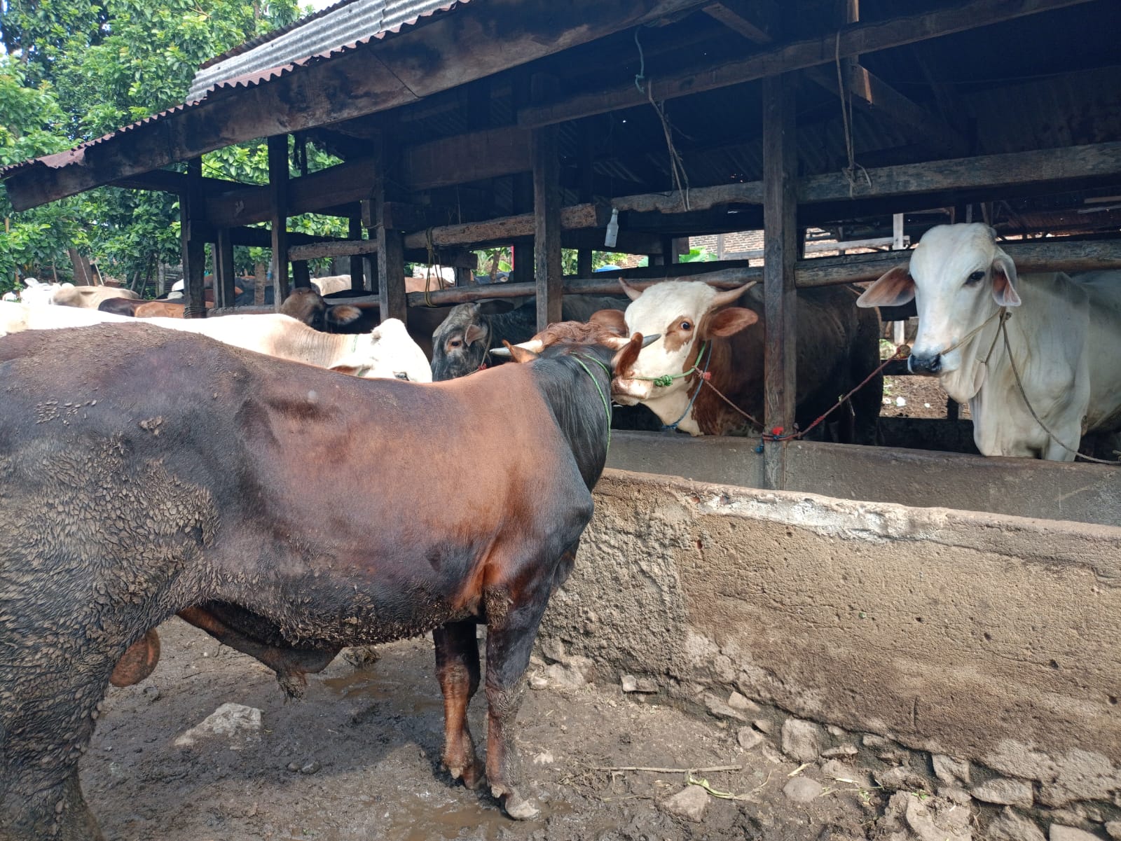 Hadapi Nataru, Feedlotter Diminta Utamakan Kebutuhan Daging Sapi di Lampung 