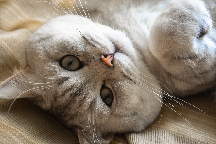 7 Fakta dan Fungsi Kumis Kucing, Salah Satunya sebagai Penyeimbang Tubuh