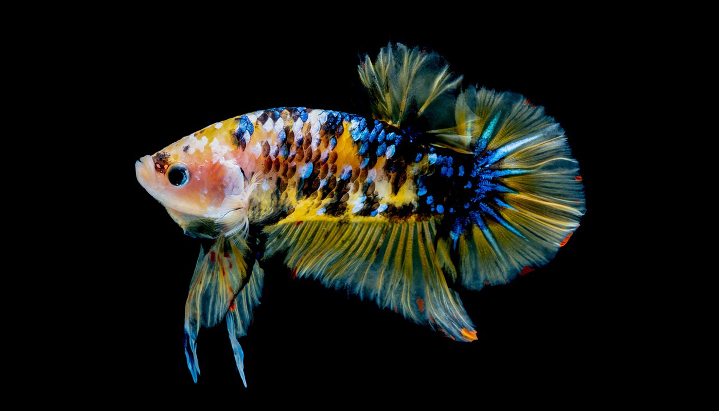 Anti Gagal! 7 Jenis Ikan Hias Air Tawar Paling Gampang Dipelihara