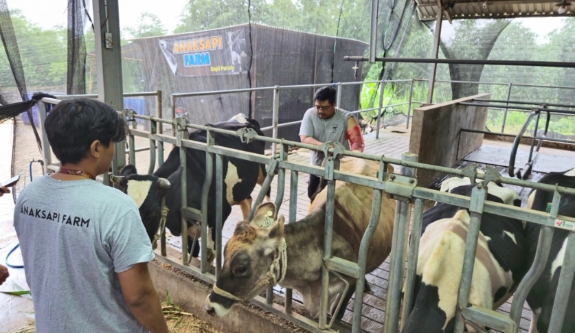 BRI Peduli Bantu Peternak Karangploso Olah 400 Liter Susu per Hari Jadi Yoghurt hingga Keju Bernilai Tinggi
