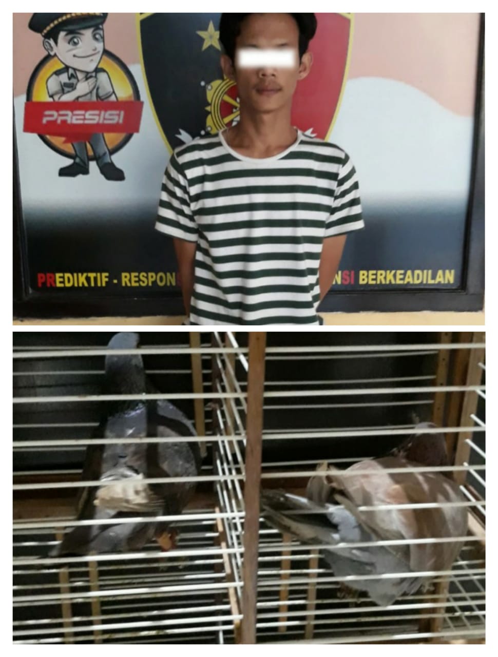 Curi Burung Dara, Pria asal Panjang Ini Diamankan Polisi, Korban Alami Kerugian Fantastis