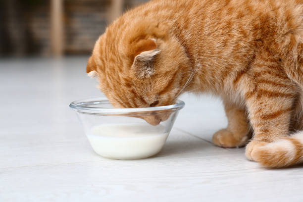 Bolehkah Kucing Minum Susu Beruang? Begini Penjelasannya