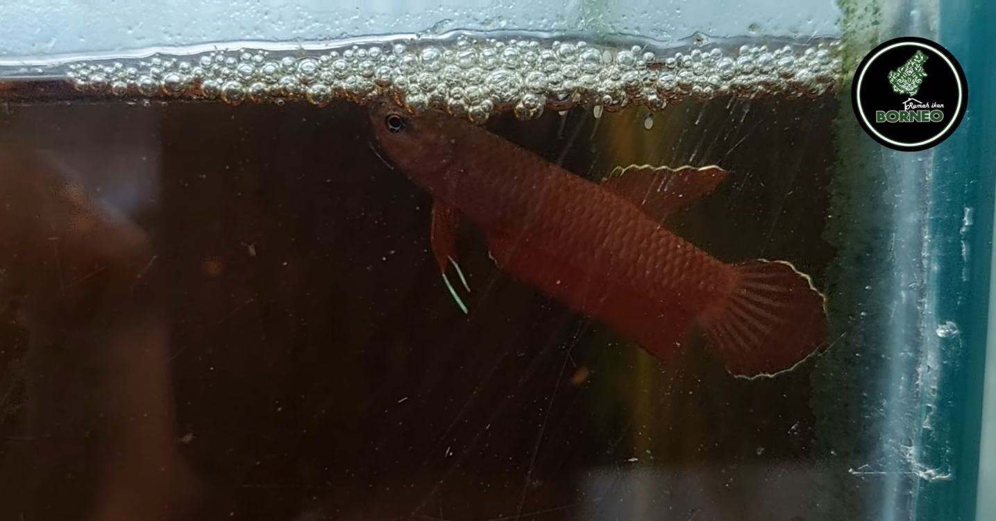 Ikan Cupang Terkecil di Dunia Berasal Dari Riau, Ini Faktanya 