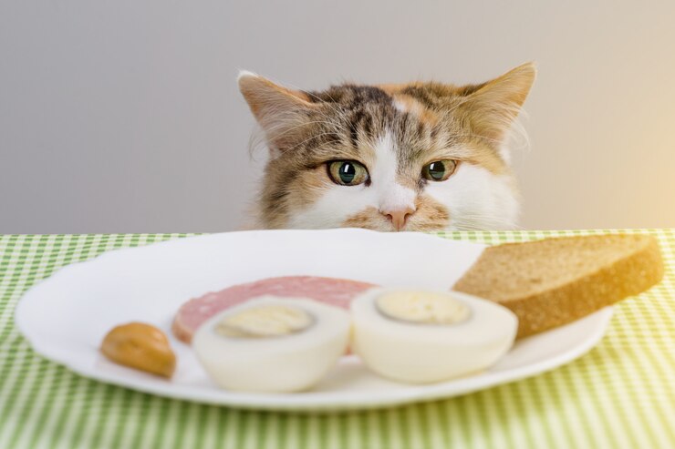 Catat Ya! Inilah Makanan Manusia yang Aman Bagi Kucing