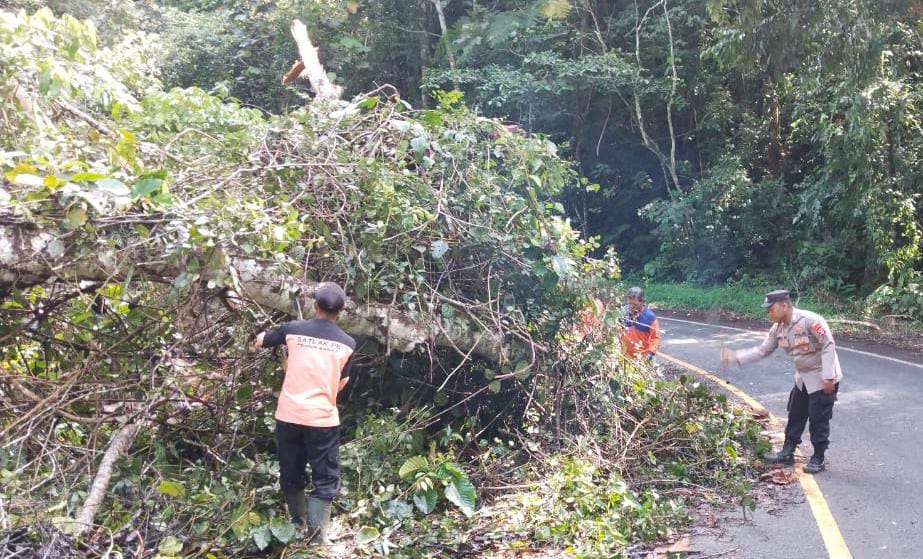 Polsek Bengkunat Evakuasi Pohon Tumbang di Ruas Jalinbar Kawasan Hutan TNBBS