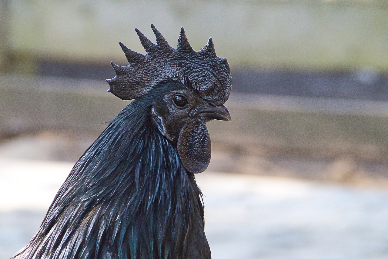 Fantastis, Harga Ayam Cemani yang Eksotis dan Langka Mencapai Puluhan Juta Rupiah