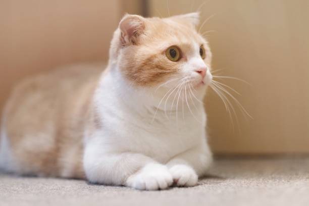 Sejarah Kucing Munchkin, Si Menggemaskan Berkaki Pendek Asal Amerika 