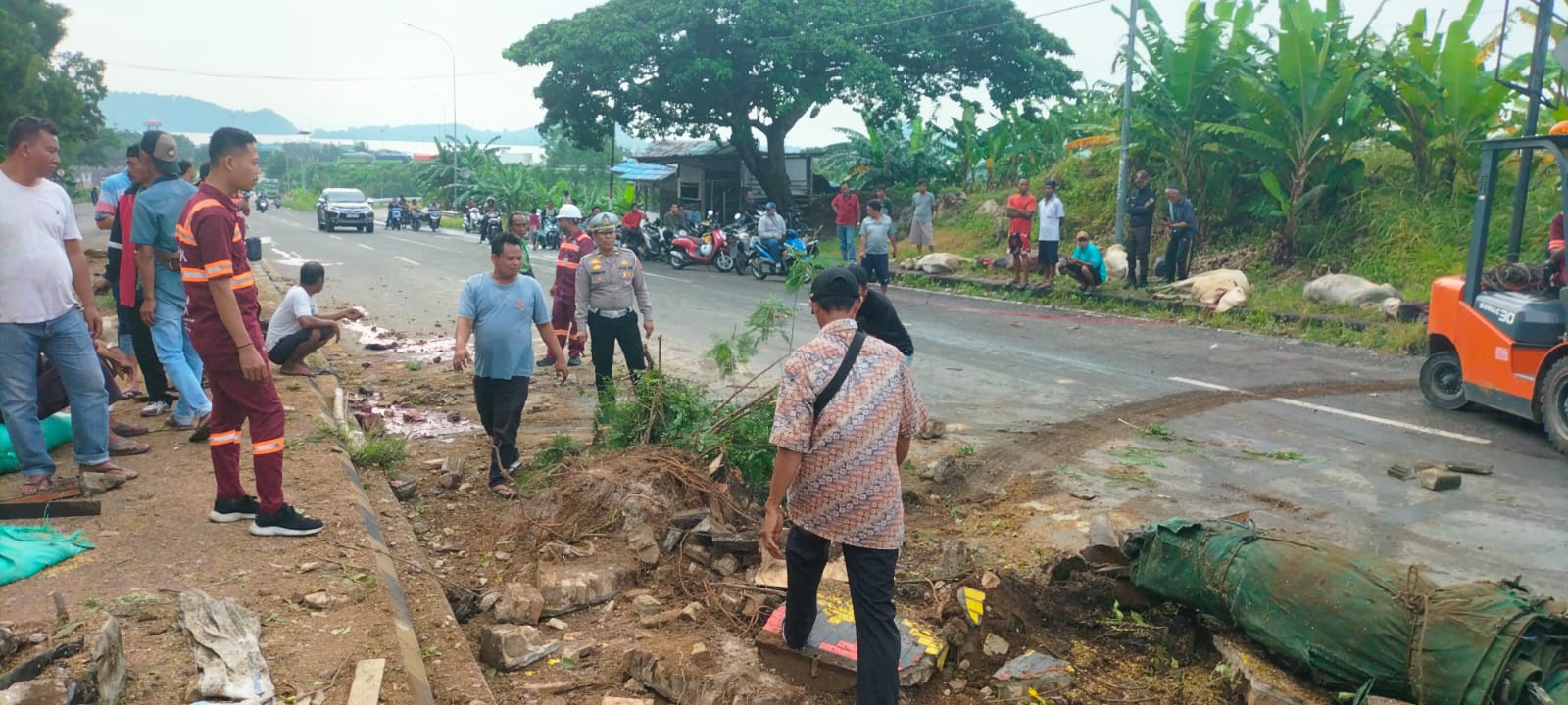 Laka Maut Beruntun di Jalan Lintas Sumatera, Pengemudi Truk dan Sapi Tewas