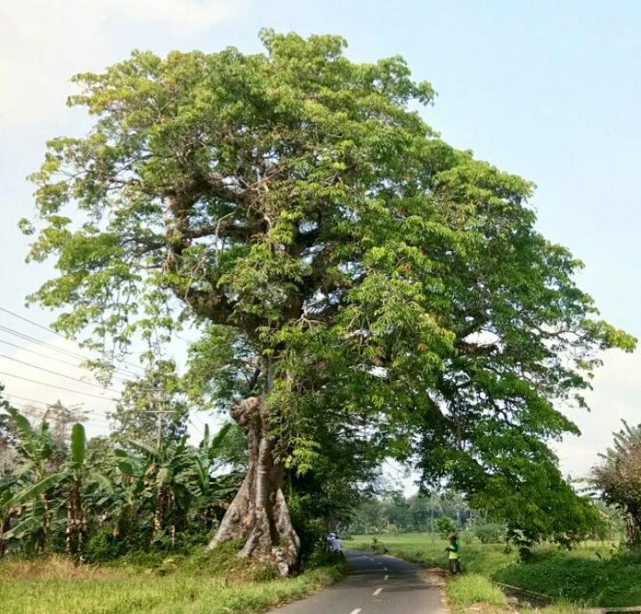 Fakta Dibalik Mitos Pohon Kepuh yang Ternyata Miliki Segudang Manfaat