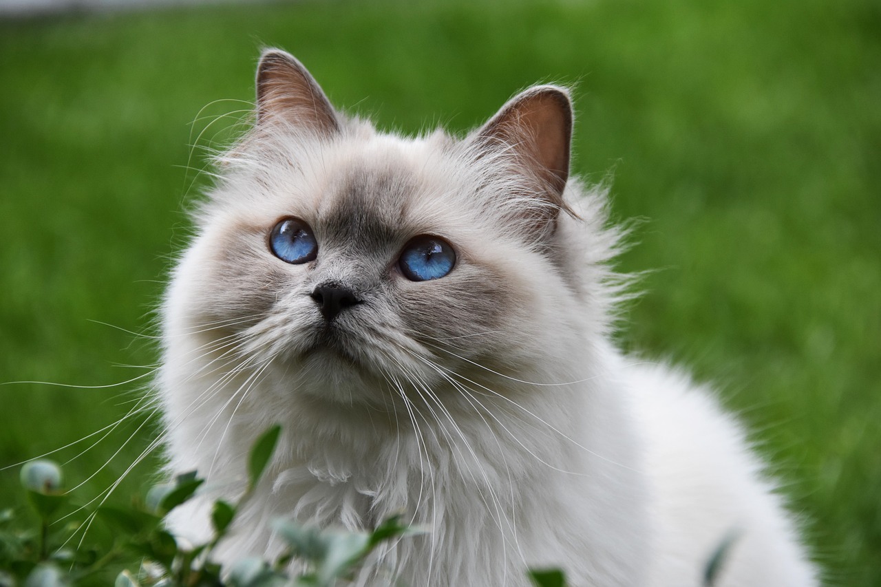 7 Ras Kucing yang Memiliki Mata Berwarna Biru