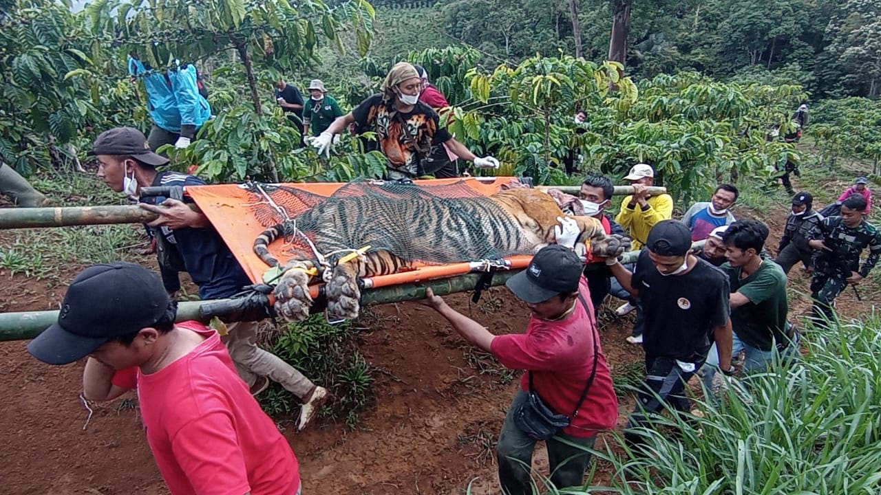 Detik-detik Harimau Sumatera Agresif Ditangkap Hidup-hidup di Batu Brak, Evakuasi Penuh Ketegangan