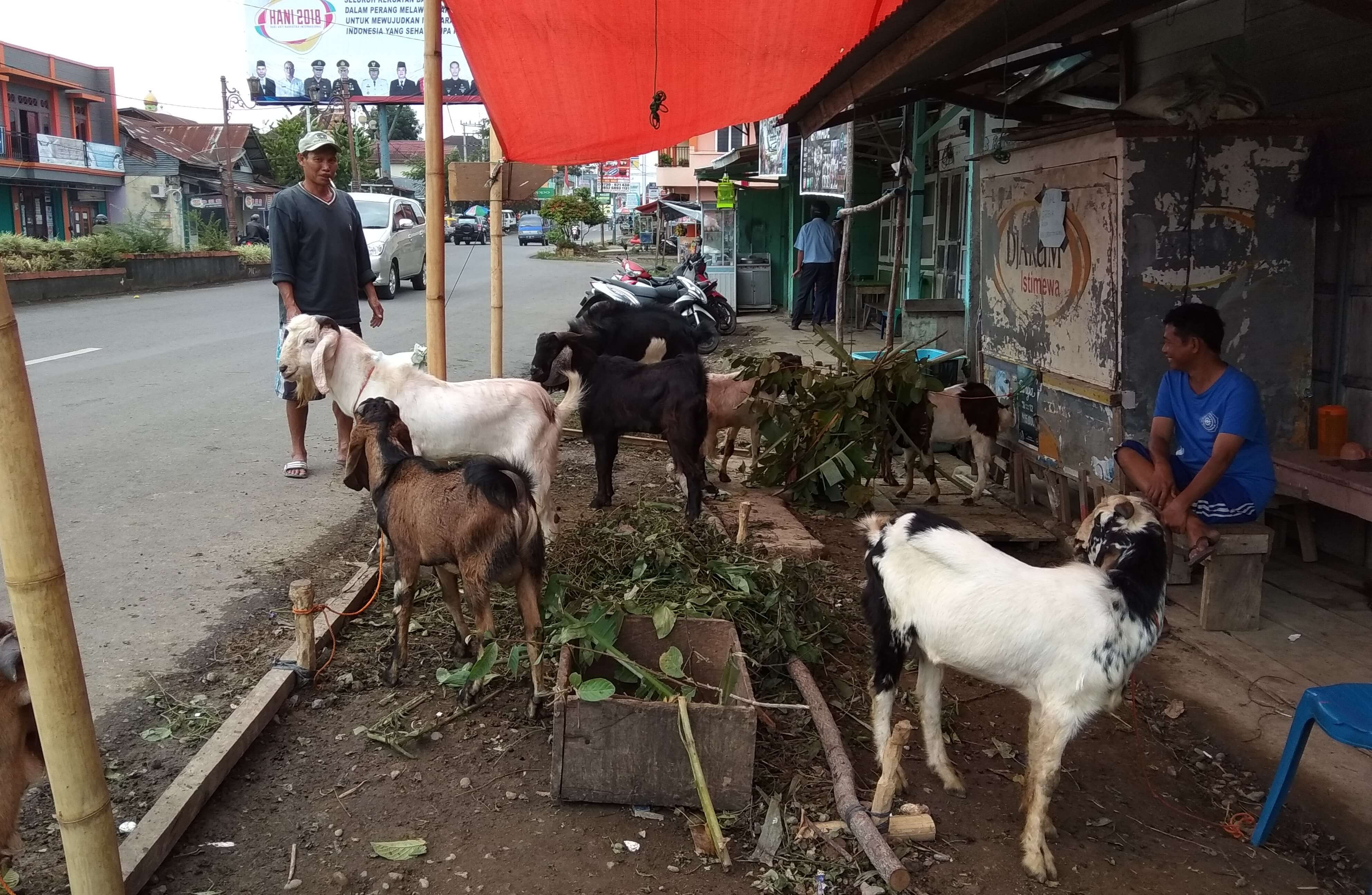 Pilih Hewan Kurban Bisa Dilihat Dari Ciri Kasat Mata