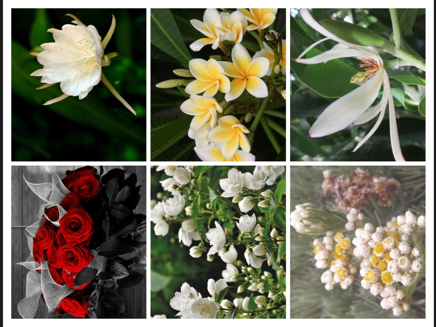 9 Tanaman Bunga Ini Dipercaya Sangat Disukai Makhluk Gaib, Yakin Ingin Tanam di Pekarangan Rumah?