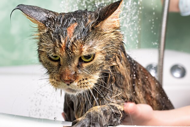 Ketahui 6 Hal yang Tidak Disukai oleh Kucing