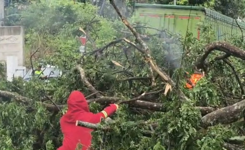 Pohon Tumbang Bikin Macet di Jalinsum Kalianda, Penanganan Terhambat Sarang Tawon