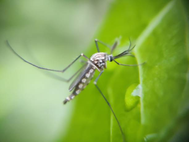 Ini Tanaman Pengusir Nyamuk, Cocok Buat Hiasan di Rumah