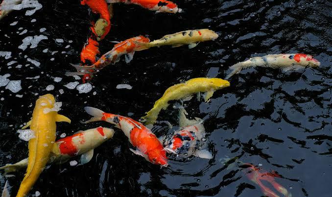 Inilah Tiga Jenis Ikan Hias Eksotis Pembawa Hoki, Cek Sekarang!