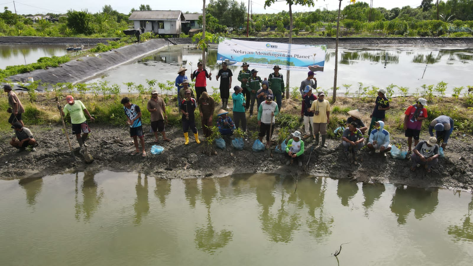 Petambak Dipasena Tanam 5.000 Bibit Mangrove