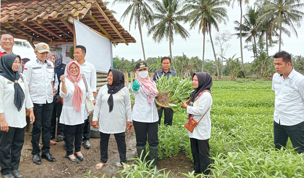 Bupati Tanggamus Hadiri Panen Sayur Kelompok Wanita Tani 