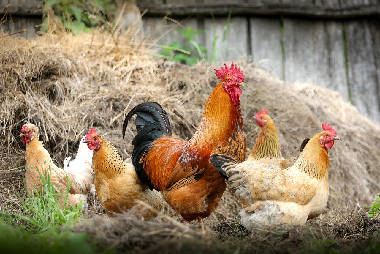 Ketersediaan Kebutuhan Pangan Aman, Ayam Masih Penyumbang Inflasi di Kota Metro