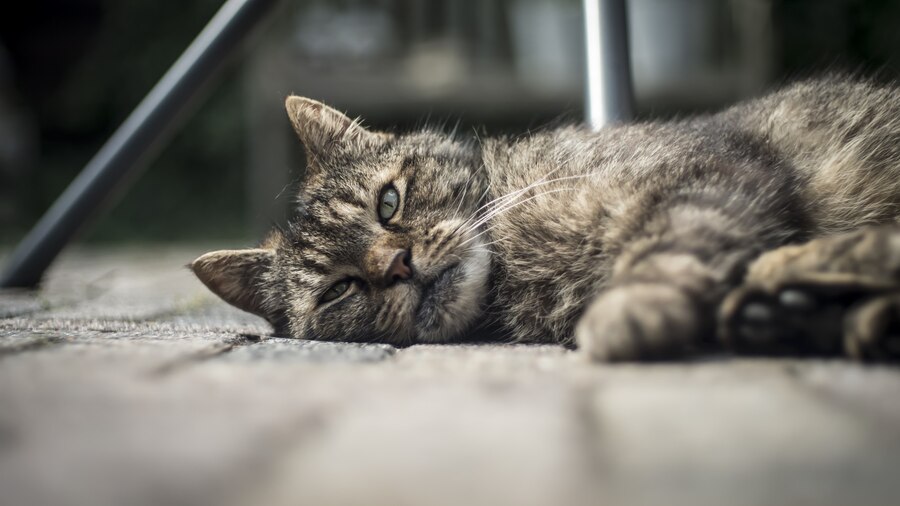 Apakah Kucing Bisa Sedih? Ini 6 Tanda Kucing Sedang Depresi