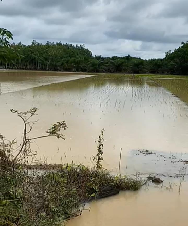 Lahan Sawah di Mesuji Terendam Genangan Air, Petani Merugi