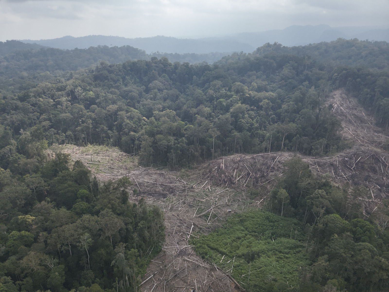Perambahan hingga Perburuan Satwa, TNBBS Hadapi Ujian Penegakan Hukum