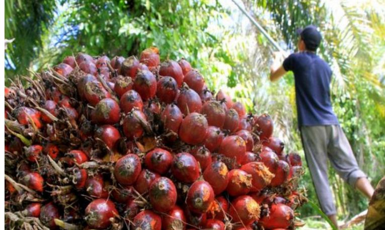 Kasihan Petani, Harga Sawit Kian Anjlok