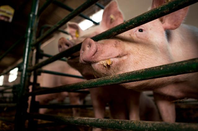 Kemenkes RI Himbau Masyarakat Waspada, Flu Babi Afrika Mampu Bertahan di Lingkungan Ini