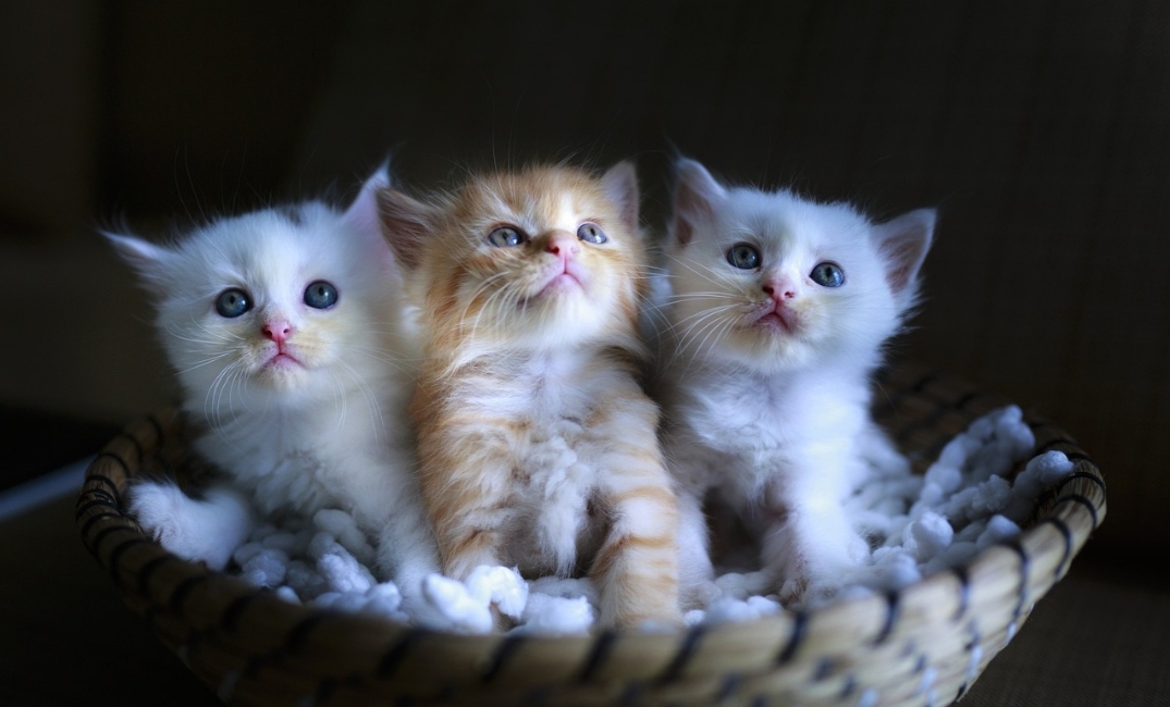 6 Tips Merawat Kucing Baru Lahir, Pemilik Kucing Pemula Harap Pahami Kesalahan Ini