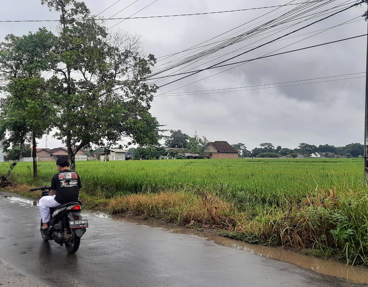 Pertahankan Lahan Persawahan, Pemkot Metro Lampung Larang Alih Fungsi Lahan Pertanian