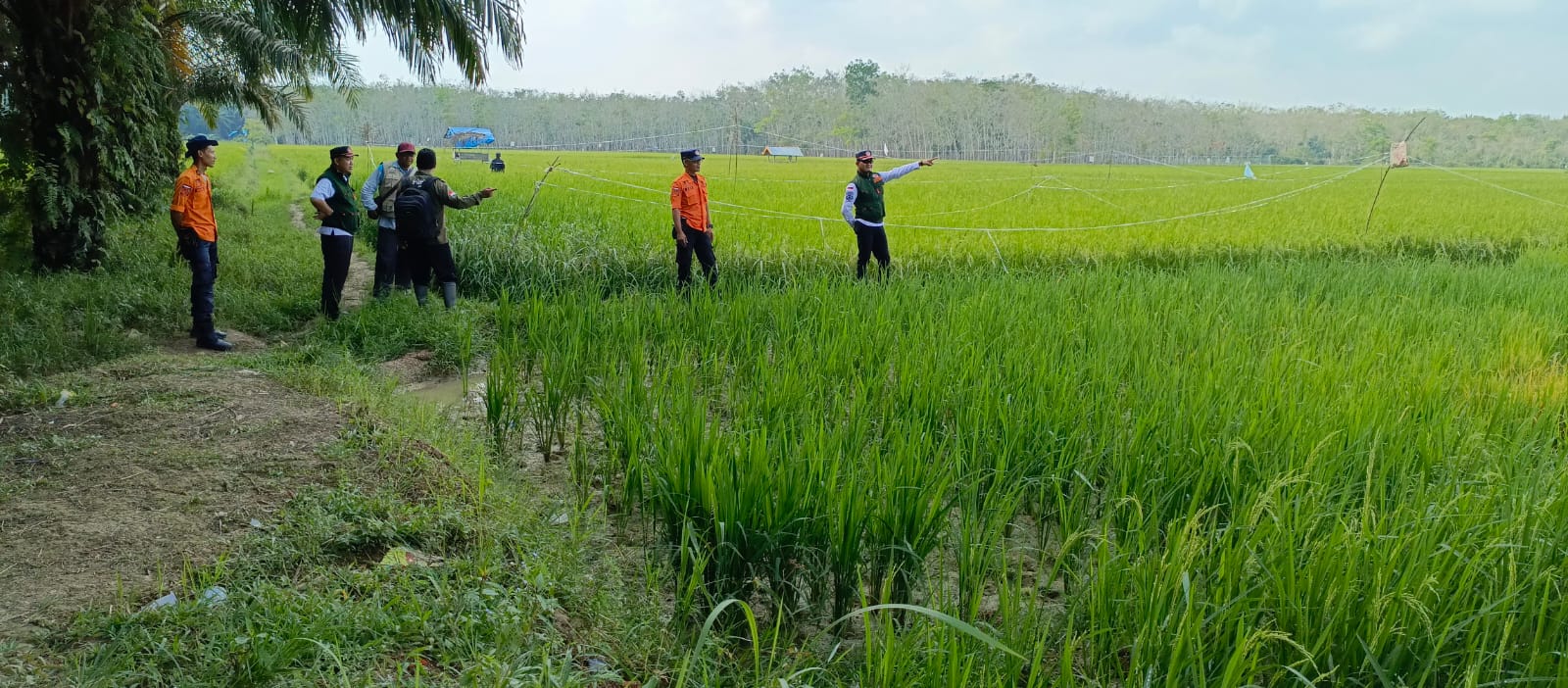 BPBD Tinjau Persawahan yang Berpotensi Alami Kekeringan