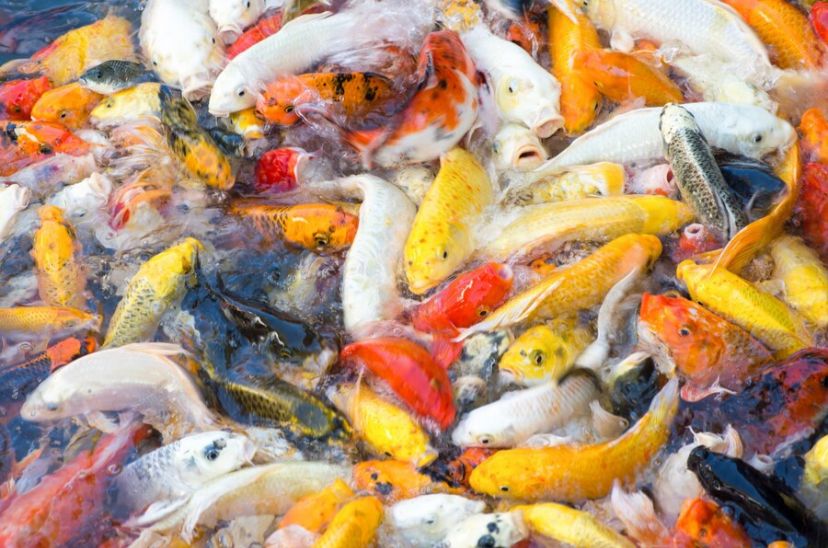 Jangan Salah Pilih! Ini 5 Hal yang Perlu Diperhatikan saat Membeli Ikan Koi