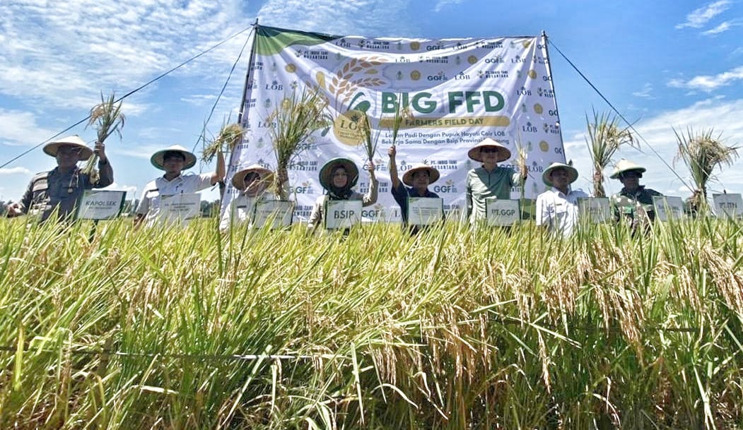 GGF Kerjasama Dengan BSIP Lampung Gelar Panen Raya Demo Padi Pupuk LOB 