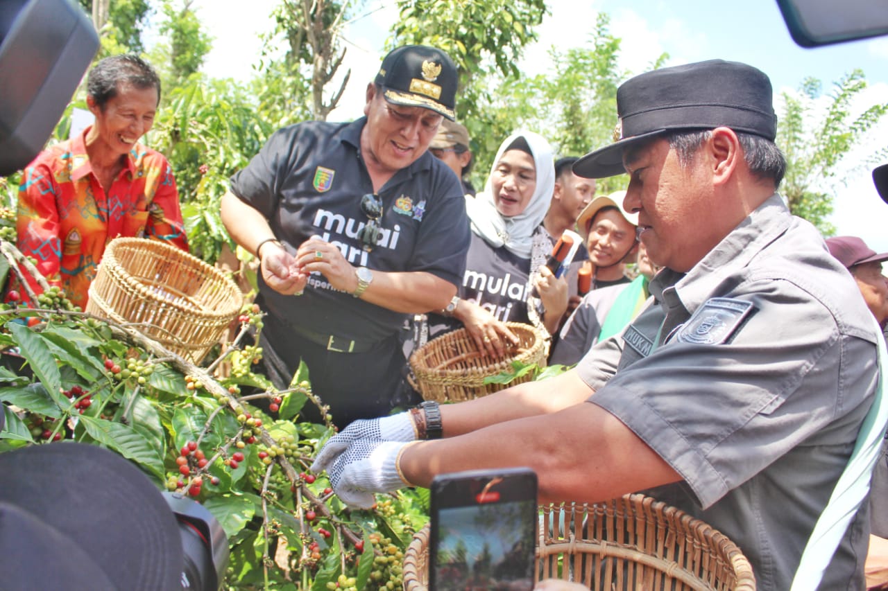 Panen Kopi di Lampung Barat, Gubernur Lampung Arinal Djunaidi Apresiasi System Intercropping