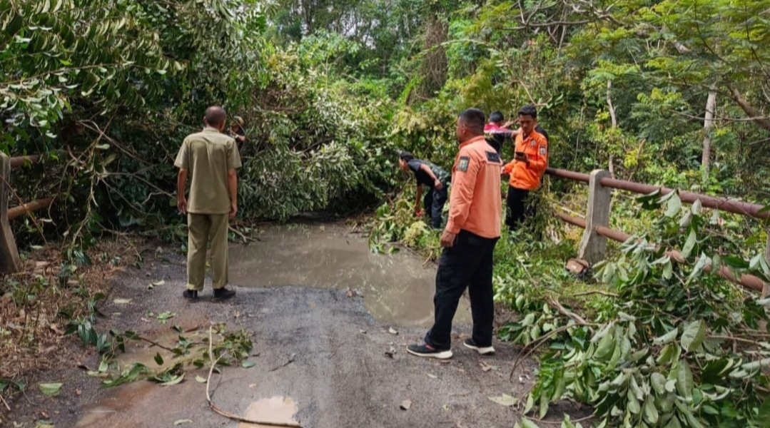 Pohon Tumbang Tutup Jalan di Blambangan Umpu, BPBD Way Kanan Bergerak Cepat