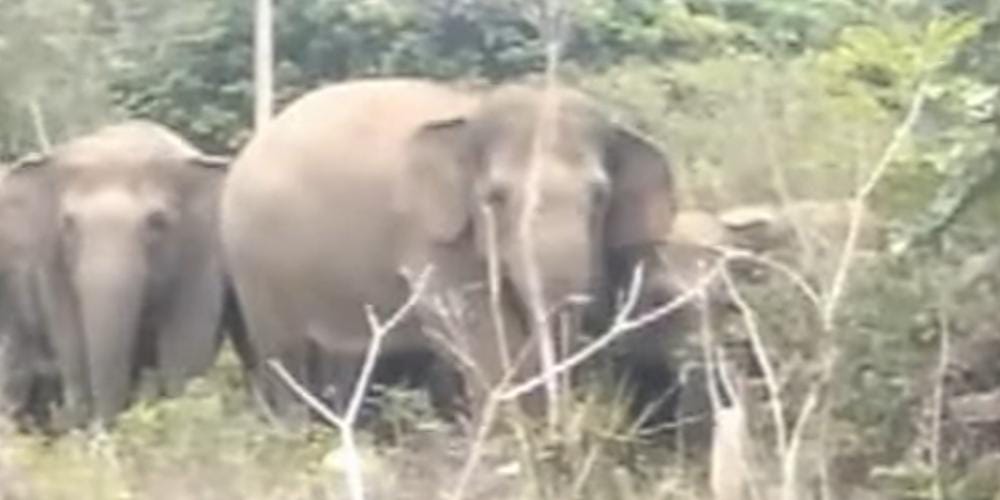 Sudah 4 Hari, 18 Gajah Dekati Pemukiman Warga Suoh