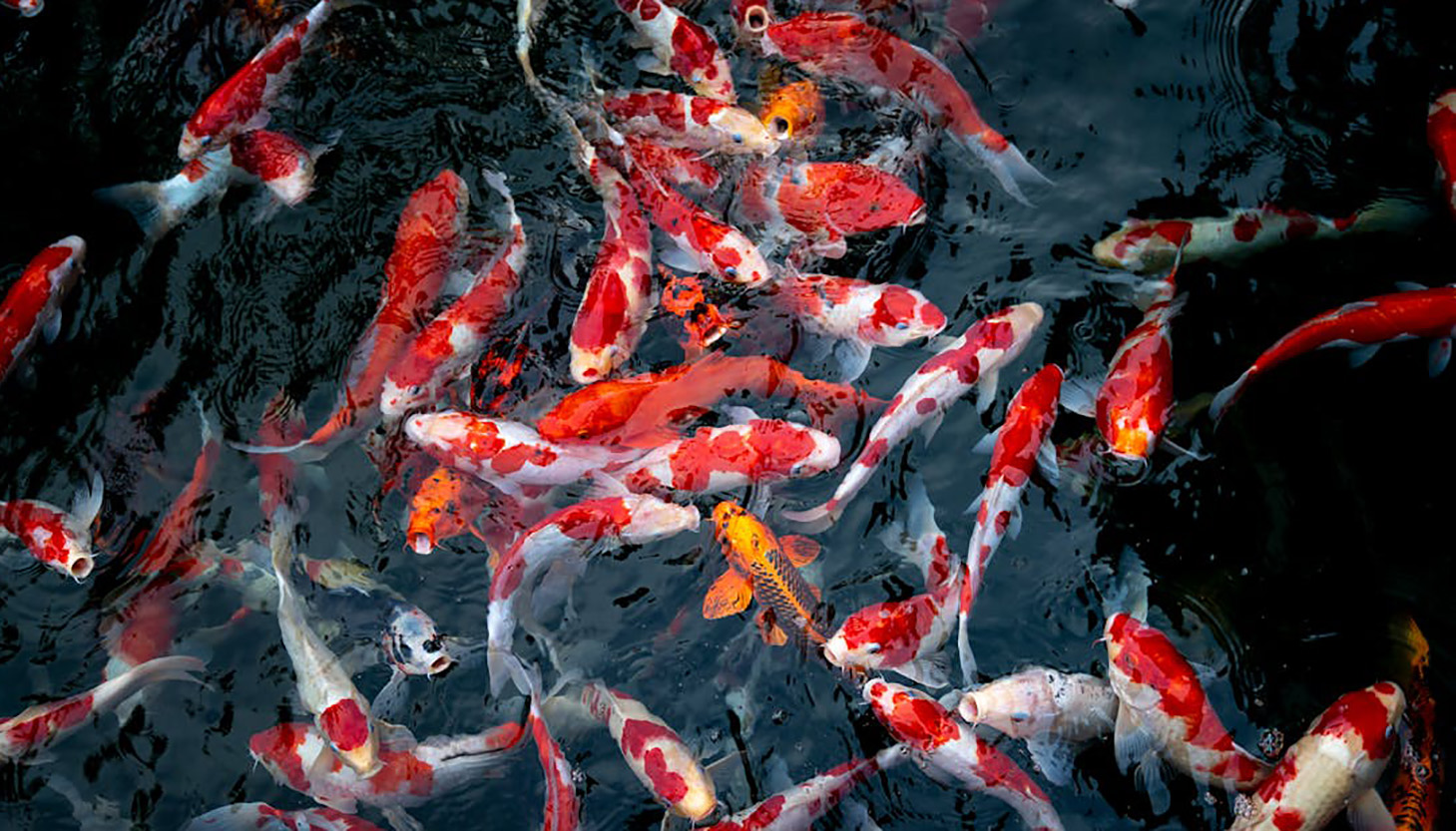 Apakah Ikan Koi Bisa Dimakan? Waspada Bahaya yang Tersembunyi 