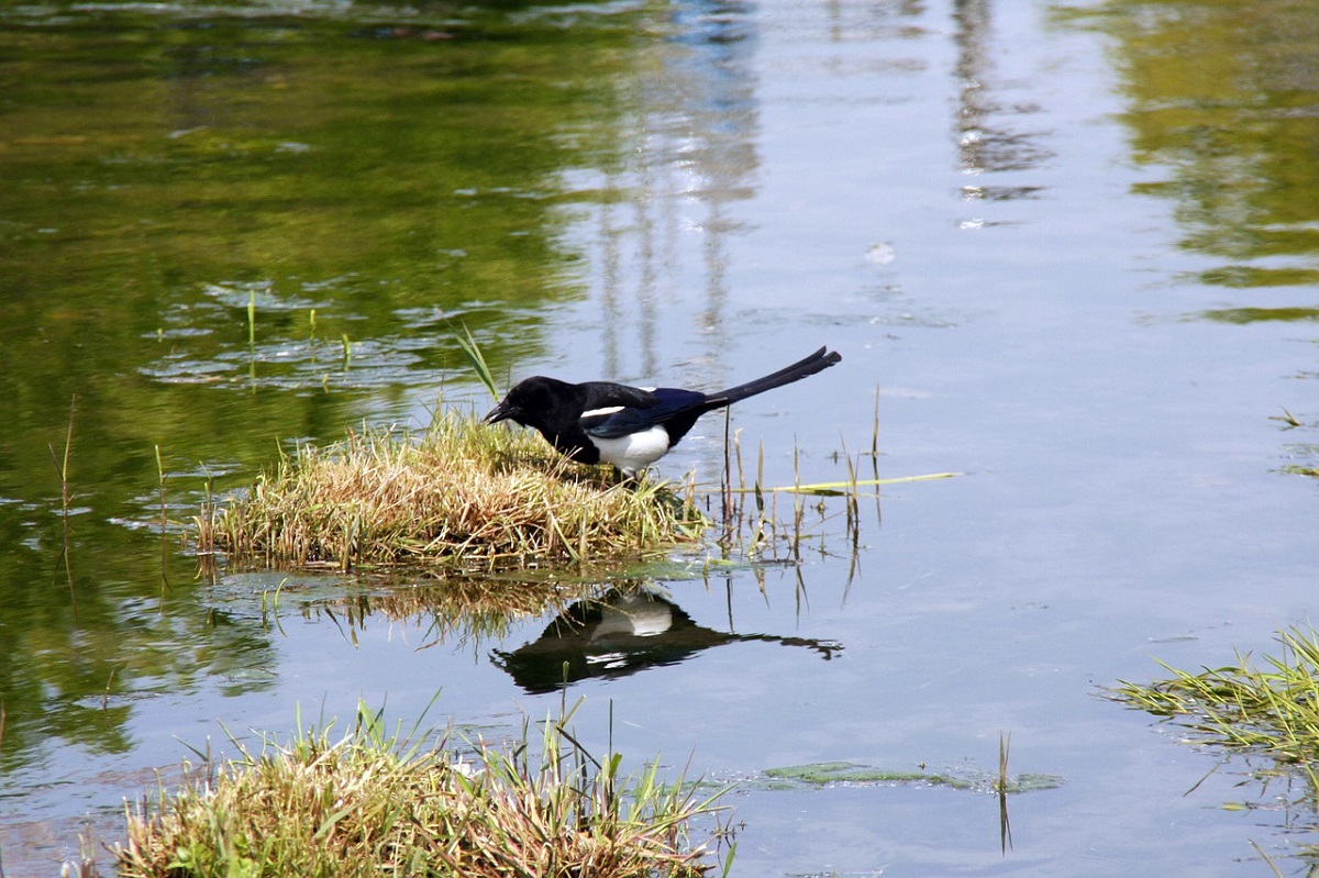 Cara Merawat Burung Murai Air Sebagai Masteran Agar Gacor dan Jinak