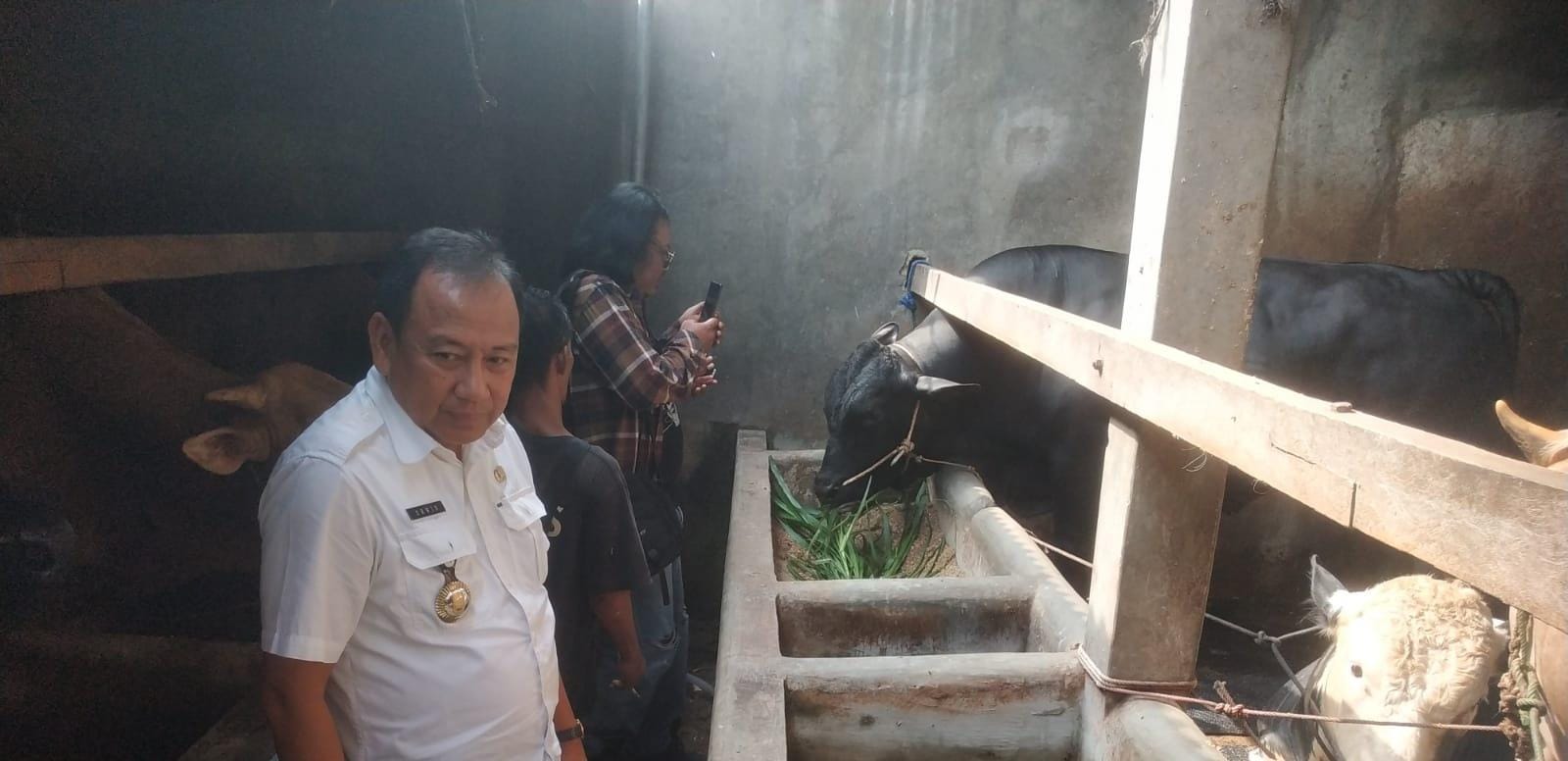Pemkot Bandar Lampung Dapat Bantuan Sapi Kurban Seberat 900 Kg dari Presiden Prabowo
