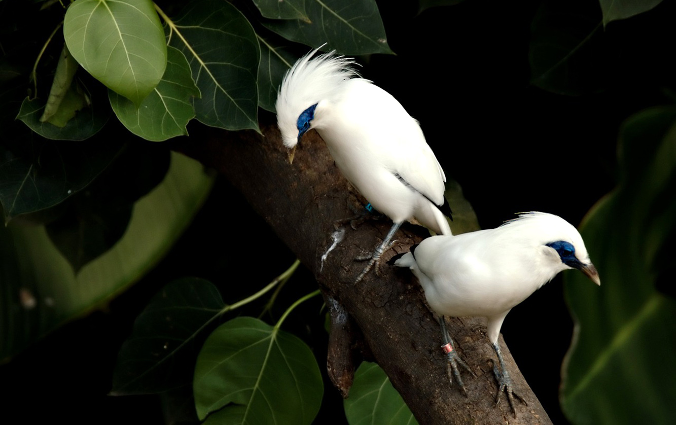 6 Burung Dengan Harga Termahal di Indonesia, Nomor 5 Hampir Punah 
