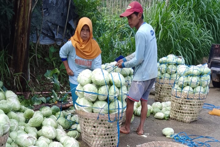 Peduli Terhadap Petani, Relawan Prabowo Borong Sayur 7 Ton Per Hari untuk Kaum Dhuafa