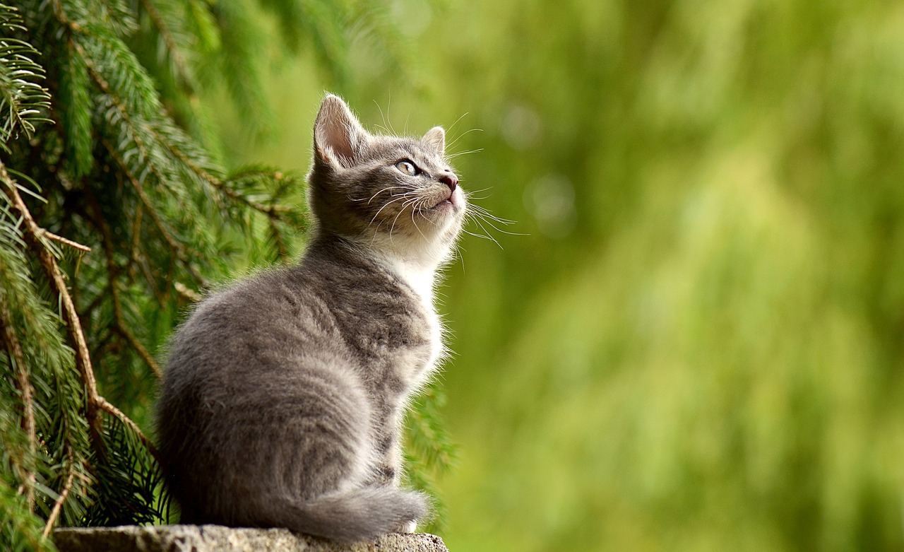 7 Jenis Kucing Peliharaan yang Berumur Panjang, Ada yang Sampai 20 Tahun