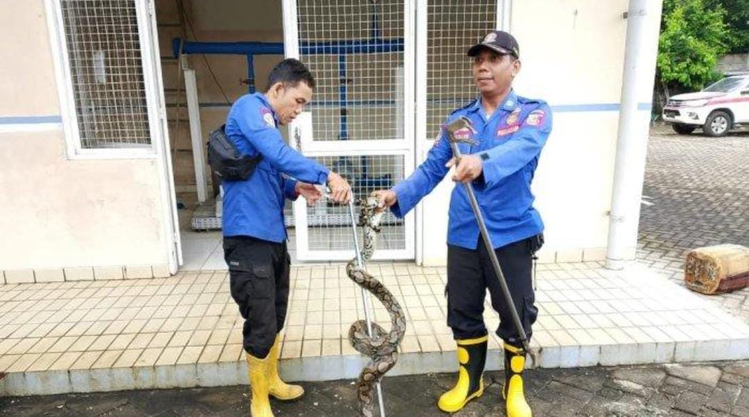 Masuk Dealer Auto 2000, Ular Piton di Evakuasi Damkar Tulang Bawang