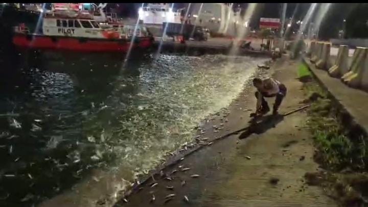 Heboh Ribuan Ikan Naik Ke Permukaan Pantai Sekitar Pelabuhan Panjang, Begini Penjelasan BMKG