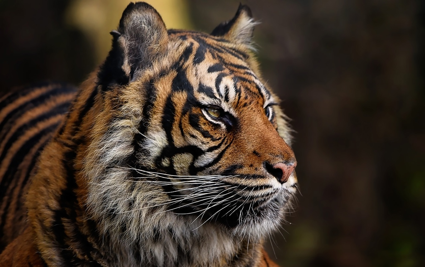  9 Pekon di Tanggamus Lampung Siaga Harimau, Masyarakat Diminta Tidak Beraktivitas di Jam Ini 