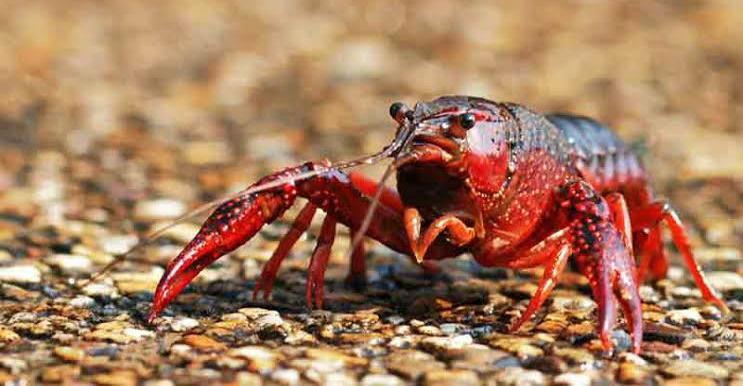 Cuan Mengalir, Ini 5 Tips Sukses Budidaya Lobster Air Tawar