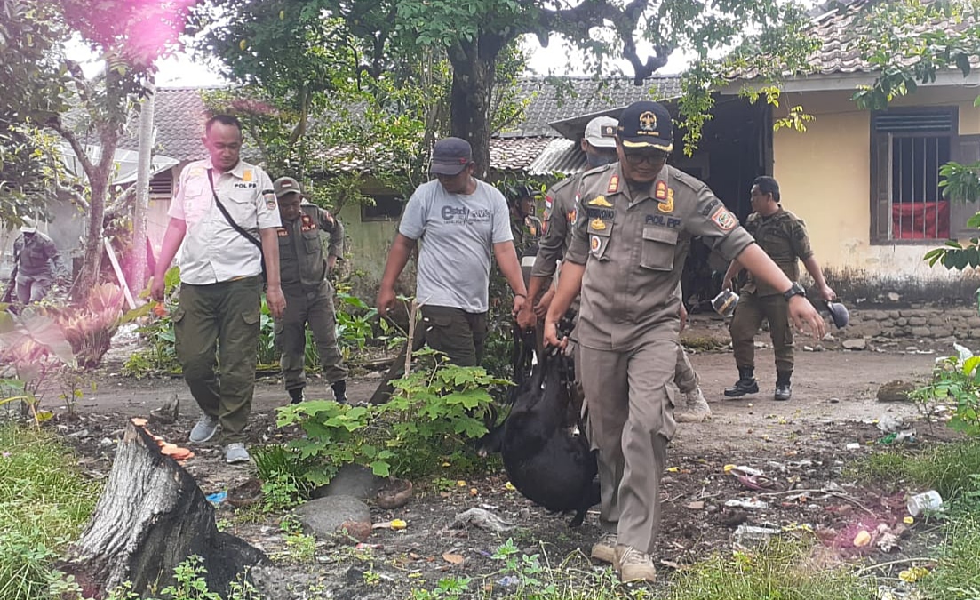 Jalan-jalan Sembarangan, Belasan Kambing Diangkut Pol PP