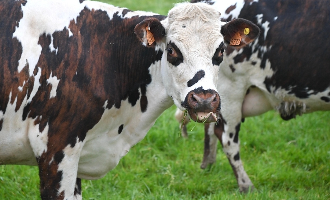 Cegah PMK, Dinas Pertanian Mesuji Perketat Lalu Lintas Ternak di Simpang Pematang